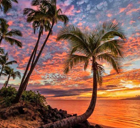 Palm Trees - nature, beach, ocean, palm