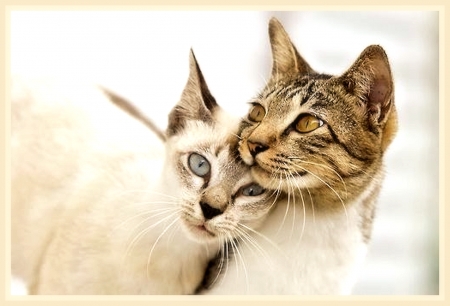 Beautiful Cats - beautiful, cats, animals, cute