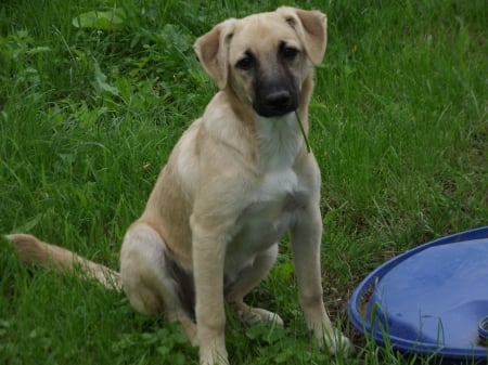 Dog in the garden