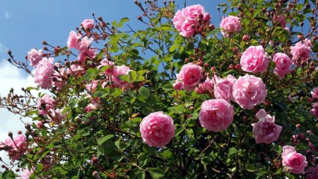 Roses - buds, blossoms, plant, park, summer