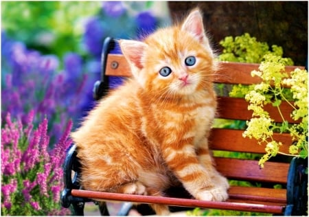 Sweet Kitty - flowers, bench, summer, kitten