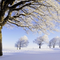 frozen trees