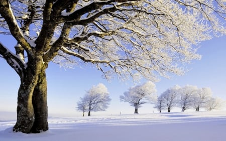 frozen trees - froze, winter, trees, meadow