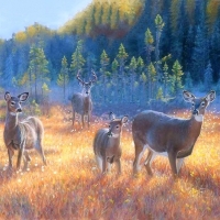 Whitetail Deer