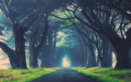 dark avenue - avenue, tree, road, grass