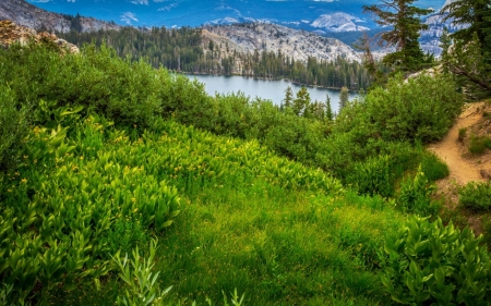 Yosemite National Park - nature, sky, yosemite, cloud, park, tree, national