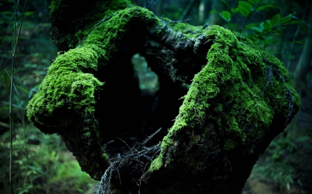 Moss - nature, forest, rain, tree, moss