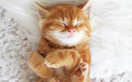 Sweet kitty - paw, cat, ginger, kitten, white, sleep, animal, orange, sweet, cute