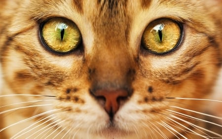 Cat - skin, face, cat, eyes, orange, green, animal