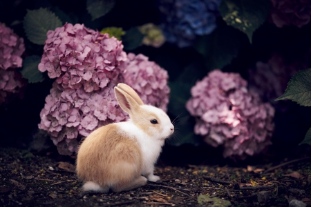 Little bunny - flower, animal, pink, cute, easter, rabbit, little, bunny, hydrangea