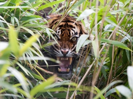 Tiger - animal, tiger, leaf, jungle, green