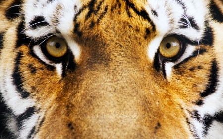 Tiger eyes - face, white, animal, tiger, orange, eye, skin