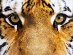 Tiger eyes