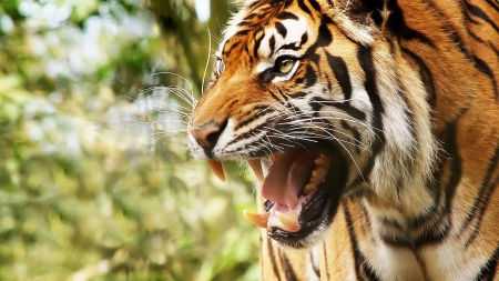 Tiger - wild, animal, tiger, green