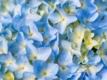 Hydrangea