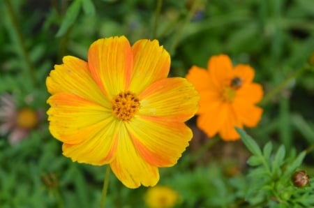 Cosmea - otange, buds, blossoms, petals, plant, garden