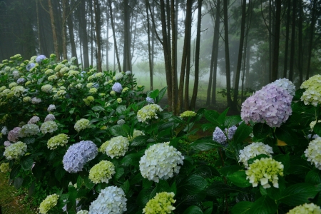 Dream - nature, flowers, japan, photography