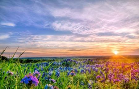 Beautiful sky - nature, sky, field, flowers