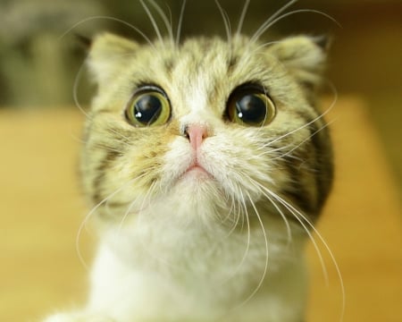 Cute Cat - cute, eyes, animal, cat