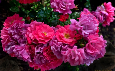 Pink Roses - blossoms, garden, petals, plant, leaves