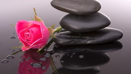 Pink Rose - blossom, stones, still life, petals