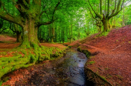 Forest creek - trees, forest, beautiful, stream, green, creek