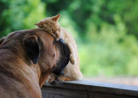 Hey Puppy...I love you so much!!! - dog, animal, window, cat