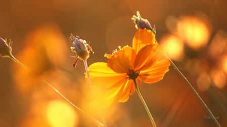 Floral Ending - autumn, fall, yellow, summer, pods, poppies, firefox persona theme, gold