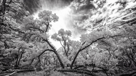 gorgeous nature in greyscale hdr - clouds, hdr, cliffs, greyscale, forest