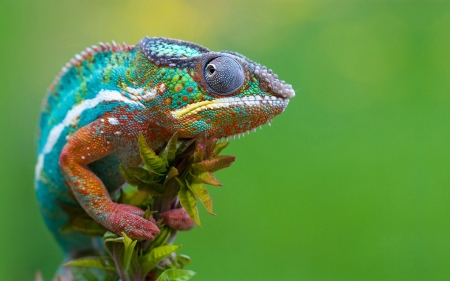 Chameleon - photography, Chameleon, close up, reptiles, animals