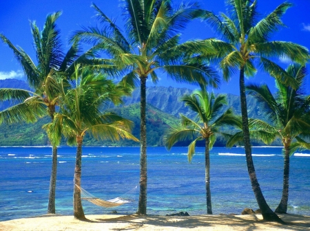 Palm Trees - on, Palm Trees, The, Beach