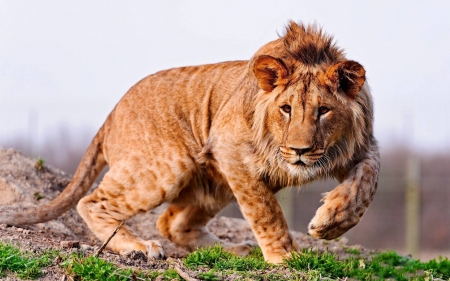 lion - animals, cool, cat, fun, lion