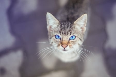 Cat - view from the top, cat, blue eyes, pisici, animal, kitten