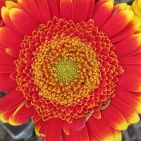 Gerbera Blaze