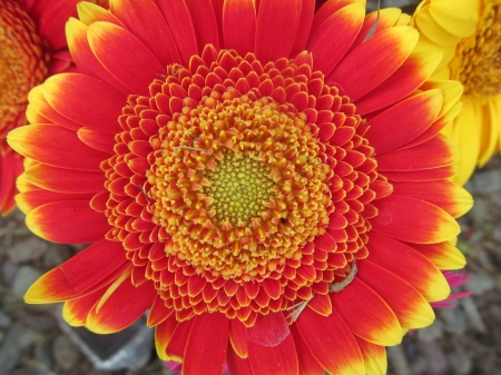 Gerbera Blaze - floral, gerberas, blooms, flowers, gardens, plants