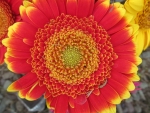 Gerbera Blaze