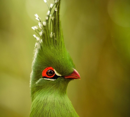 Backcomb - animal, cute, backcomb, bird