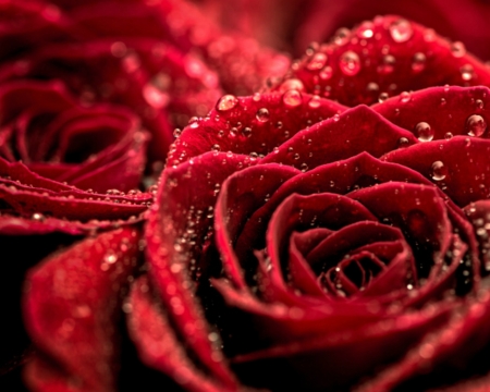 Red Roses - red, flower, petals, rose