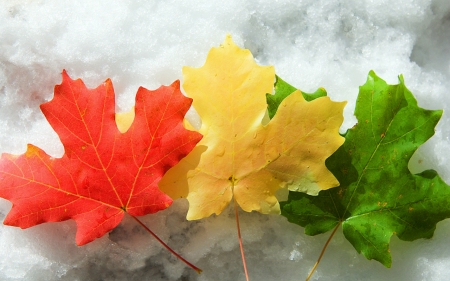 Good Morning Canada - orange, green, leaf, yellow