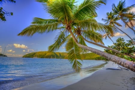 Tropical Beach - landscape, cloud, palm tree, summer, sea