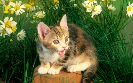 Cute kitty - fluffy, cat, camomile, sweet, flowers, daisies, grass, garden, cute