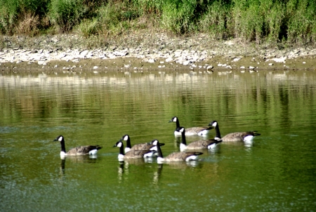 Canada Geese--Brampton Ontario Canada summer 2013 - geese, 2013, bramtpton, summer, Canada, Ontario