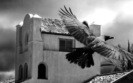 CROW - flying, crow, house, black, bird