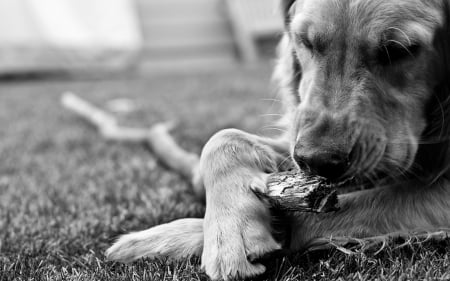 BRADDY - play, ground, dog, branch