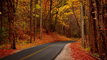 road in a beautiful autumn forest - road, blacktop, forest, autumn