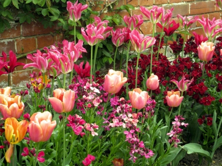 Spring Flowers - blossoms, garden, tulipa, petals, wall