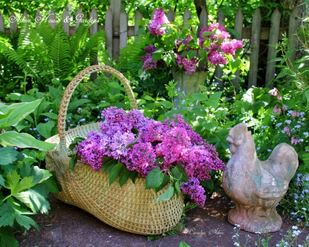 Lilacs - blossoms, basket, flowers, plants, garden