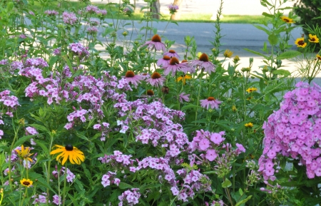 Summer Flowers - purple, plants, petals, coneflower, phlox, leaves, yellow