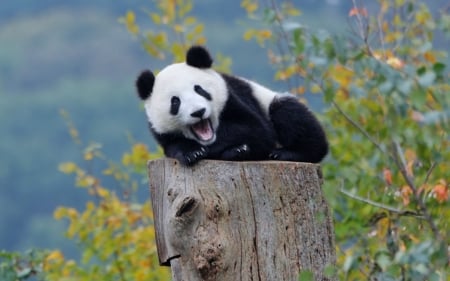 Panda - animal, nature, panda, sleep