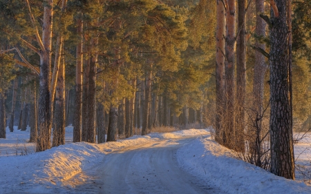 Snow Path - nature, tree, path, snow